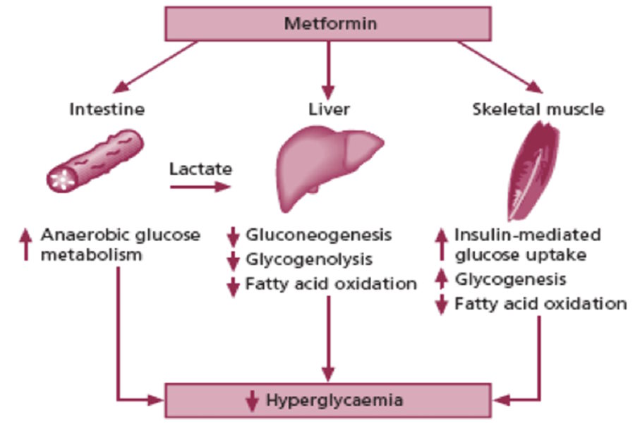 Metformin giảm đề kháng insulin nhờ tác động trực tiếp trên tế bào gan, mỡ và mô cơ.