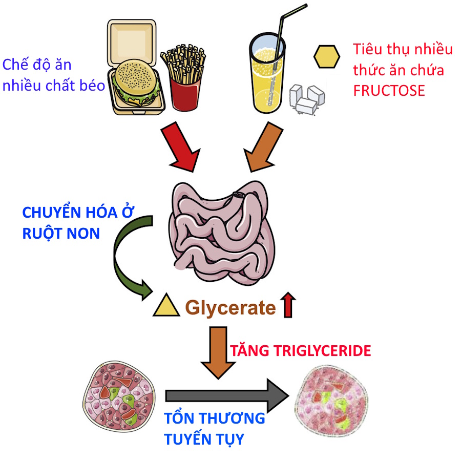 A diagram of the process of digestion of fructose, create triglyceride