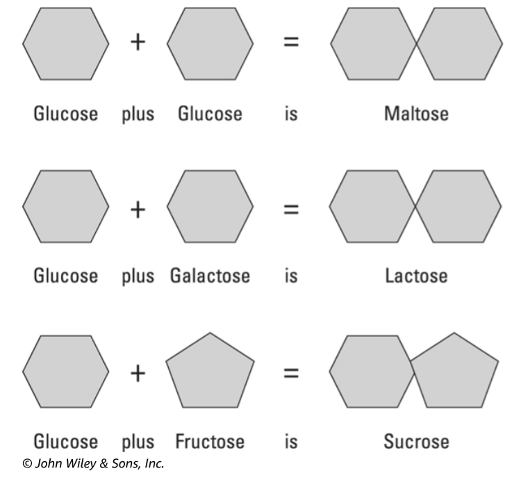 A diagram showing the different types of sugar: lactose, sucrose, maltose