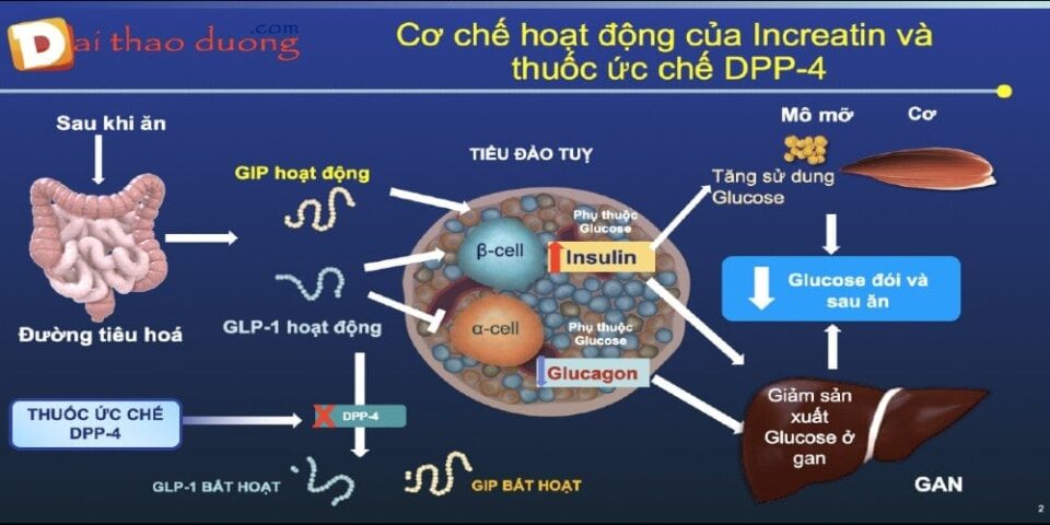 Cách Hormon incretin và DPP 4 hoạt động với nhau