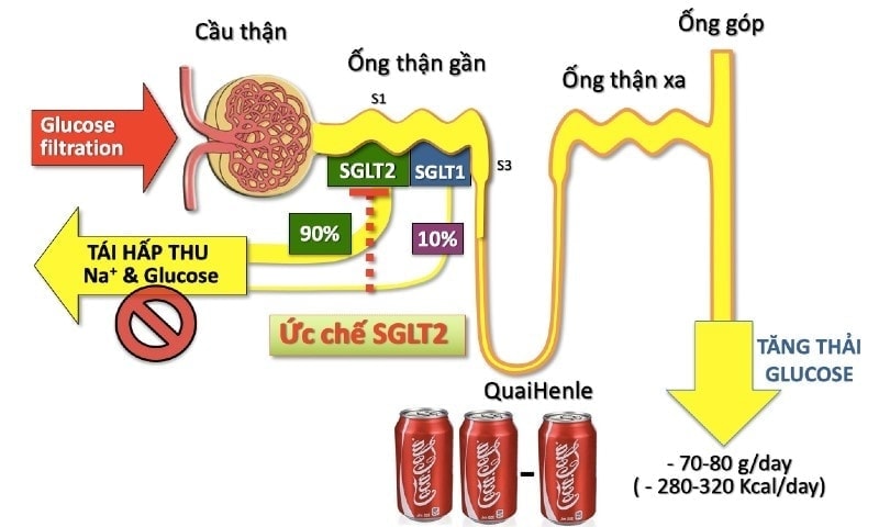 Thuốc điều trị tiểu đường: Cơ chế hoạt động của thuốc ức chế SGLT2