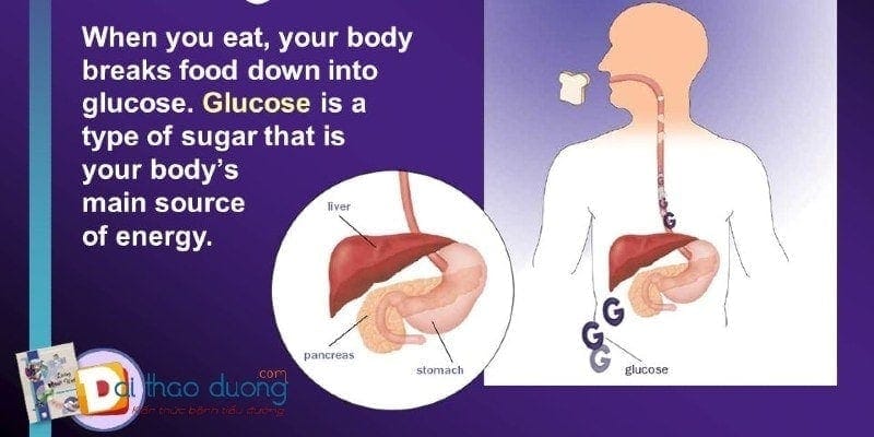Cách Glucose được tạo ra từ thức ăn