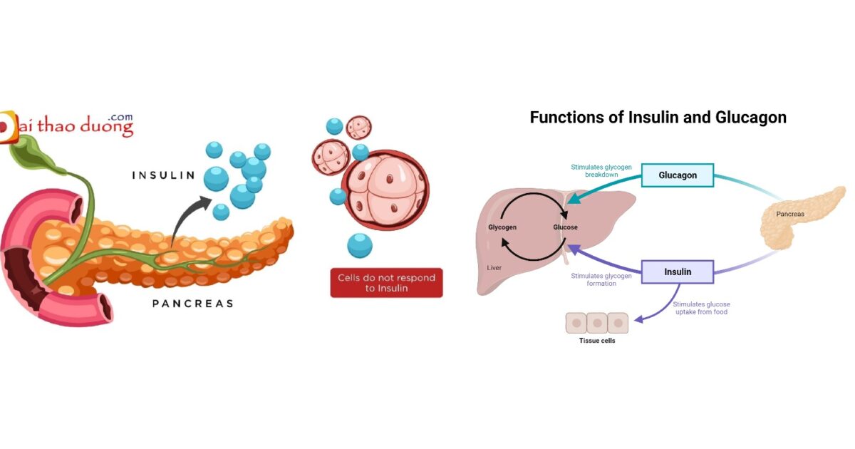 Chức năng insulin và glucagon trong cơ thể người.