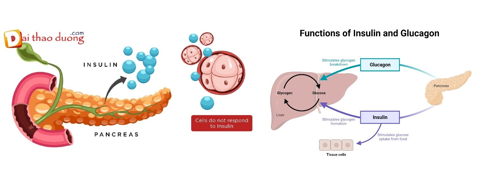 Chức năng insulin và glucagon trong cơ thể người.