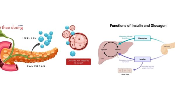 Chức năng insulin và glucagon trong cơ thể người.