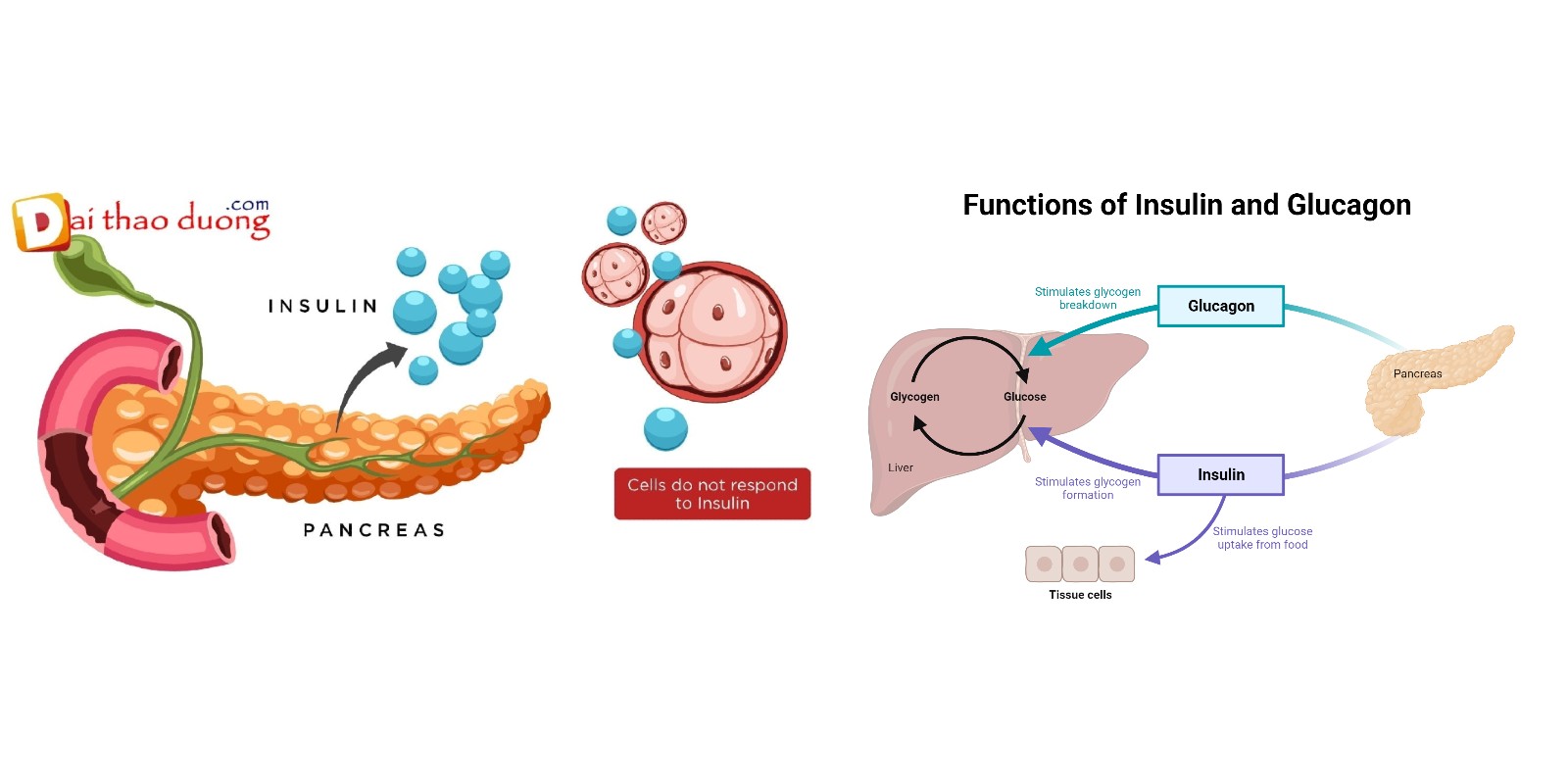 Hormone nào sau đây làm giảm lượng đường huyết? Vai trò của Insulin và các hormone khác