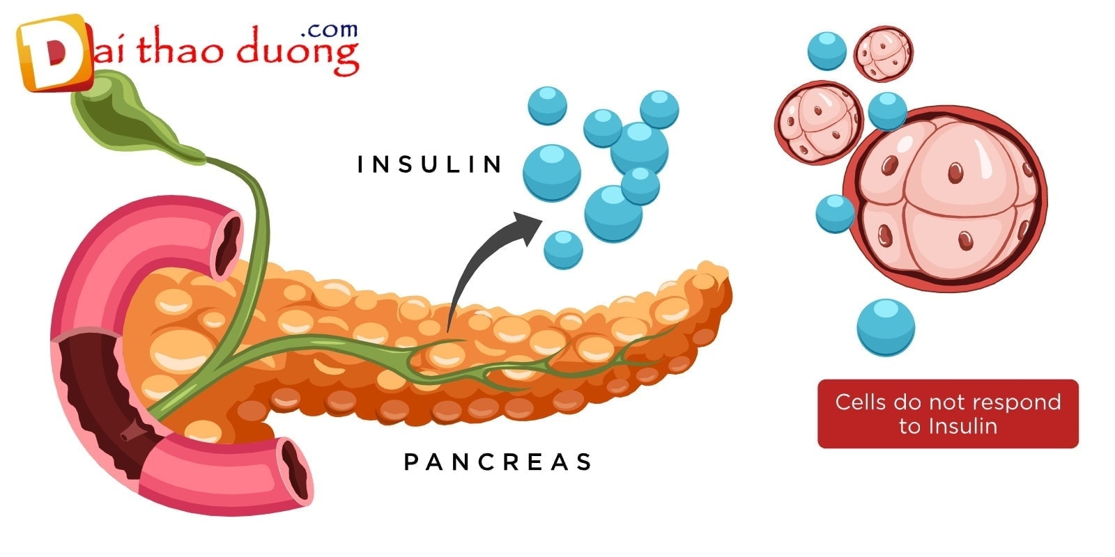 Insulin tiết ra từ tuyến tụy sẽ giúp giảm đường Glucose trong máu