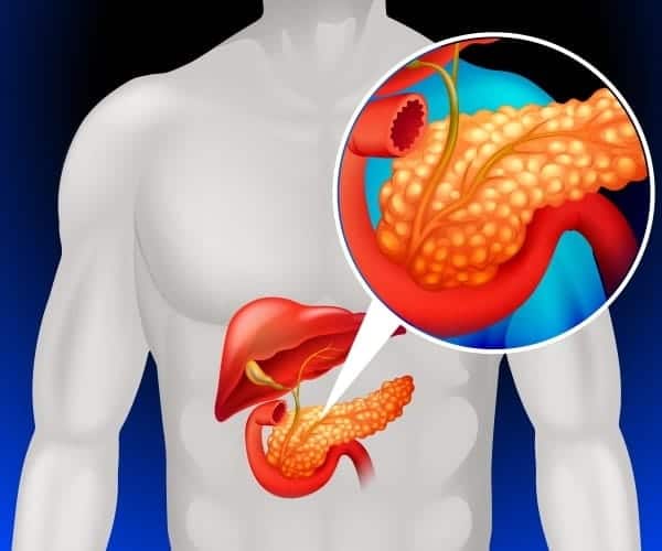 Insulin được tiết ra từ tuyến tuỵ làm giảm glucose trong máu.
