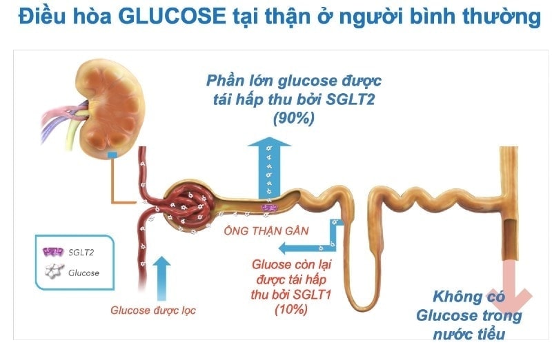 Tái hấp thu Glucose ở ống thận gần