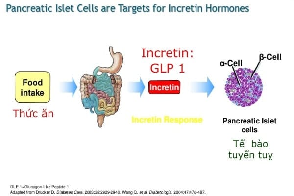Hoạt động của incretin trong bệnh tiểu đường 